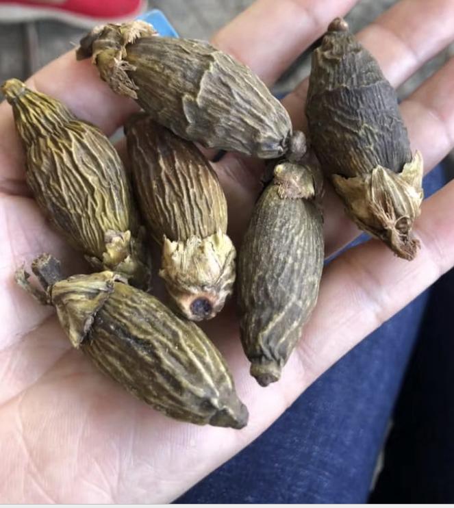 来自印尼与越南的干槟榔